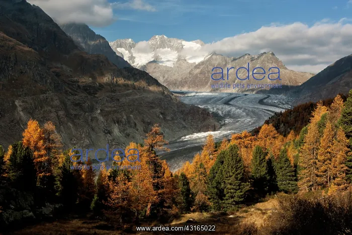 : Swiss stone pine : Swiss stone pine