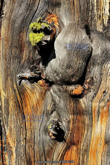 : Swiss Stone Pine Arolla Pine bark with wolf lichen : Swiss Stone Pine Arolla Pine bark with wolf lichen
