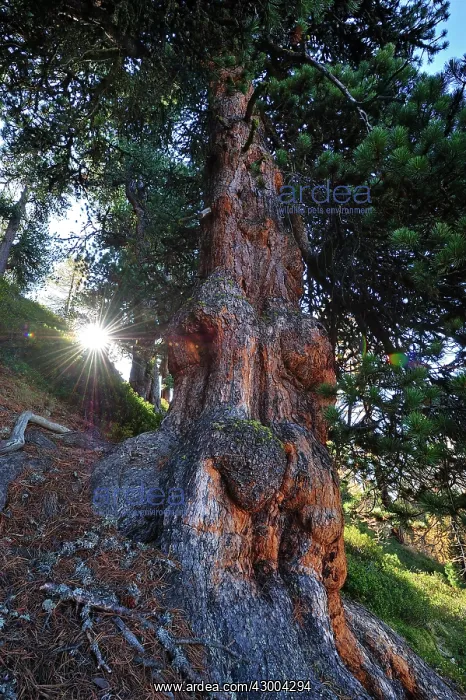 : Swiss Stone Pine Arolla Pine sunset : Swiss Stone Pine Arolla Pine sunset
