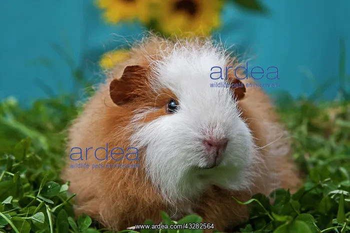 : Swiss Teddy Guinea Pig : Swiss Teddy Guinea Pig