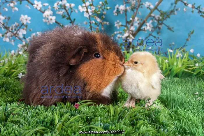 : Swiss Teddy guinea pig and Brahma chick : Swiss Teddy guinea pig and Brahma chick