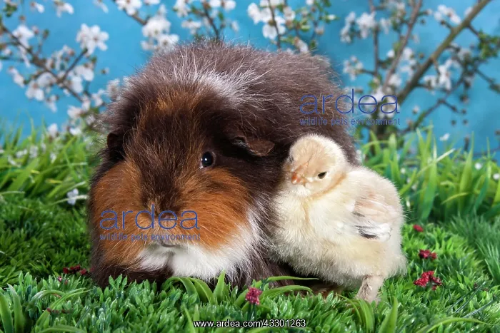 : Swiss Teddy guinea pig and Brahma chick : Swiss Teddy guinea pig and Brahma chick