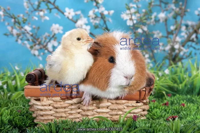 : Swiss Teddy guinea pig and Brahma chick : Swiss Teddy guinea pig and Brahma chick