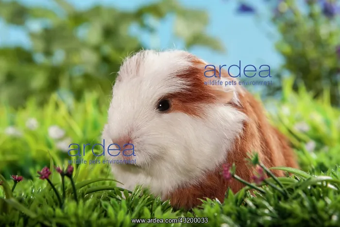 : Swiss Teddy Guinea Pig or CH-Teddy, pup, about 3 : Swiss Teddy Guinea Pig or CH-Teddy, pup, about 3