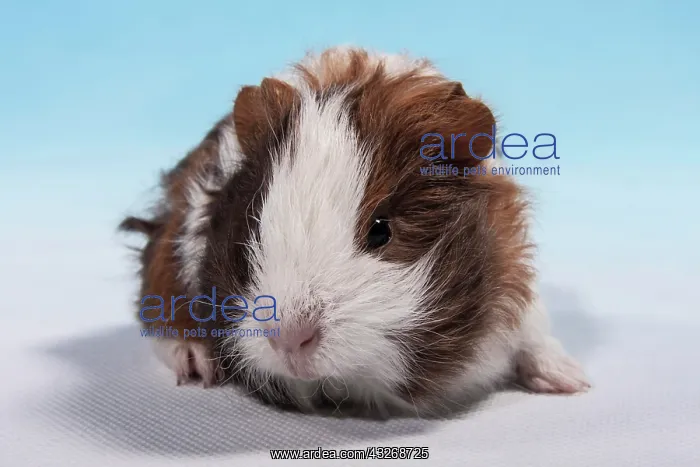: Swiss Teddy Guinea Pig or CH-Teddy, pup, about 3 : Swiss Teddy Guinea Pig or CH-Teddy, pup, about 3