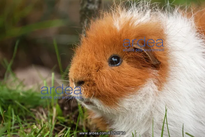 : Swiss Teddy Guinea Pig, Germany, Europe : Swiss Teddy Guinea Pig, Germany, Europe