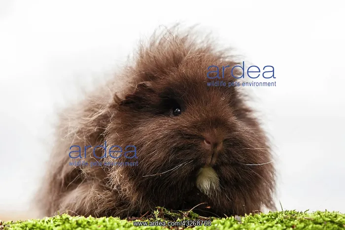 : Swiss Teddy Guinea Pig, Germany, Europe : Swiss Teddy Guinea Pig, Germany, Europe