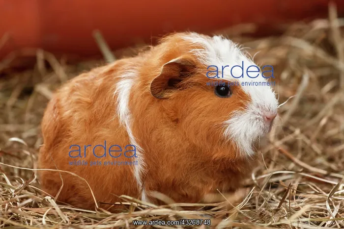  : Swiss Teddy Guinea Pig, young, about 5 weeks, Germany