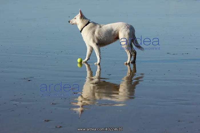 : Swiss white sheedog and reflection at low tide - France : Swiss white sheedog and reflection at low tide - France