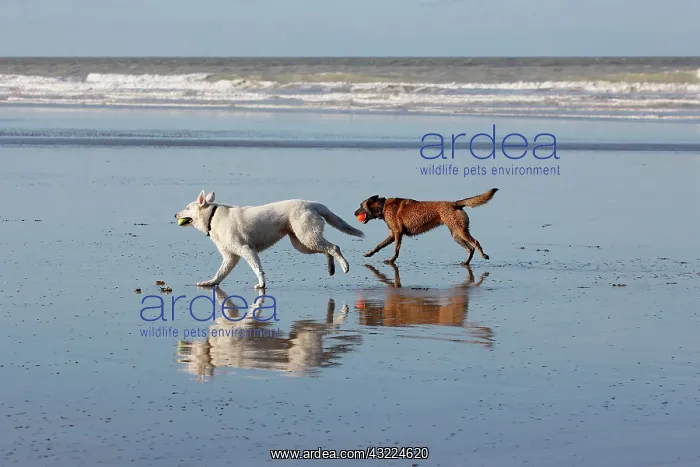 : Swiss white sheepdog running with another dog on the beach : Swiss white sheepdog running with another dog on the beach