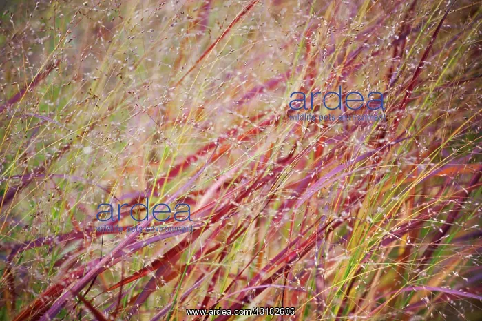 : Switch grass, Panicum virgatum Rehbraun, A mass : Switch grass, Panicum virgatum Rehbraun, A mass