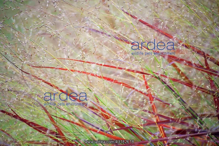 : Switch grass, Panicum virgatum Rehbraun, A mass : Switch grass, Panicum virgatum Rehbraun, A mass