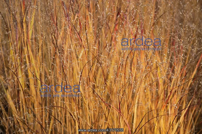 : Switch grass, Panicum virgatum Shenandoah, Side : Switch grass, Panicum virgatum Shenandoah, Side