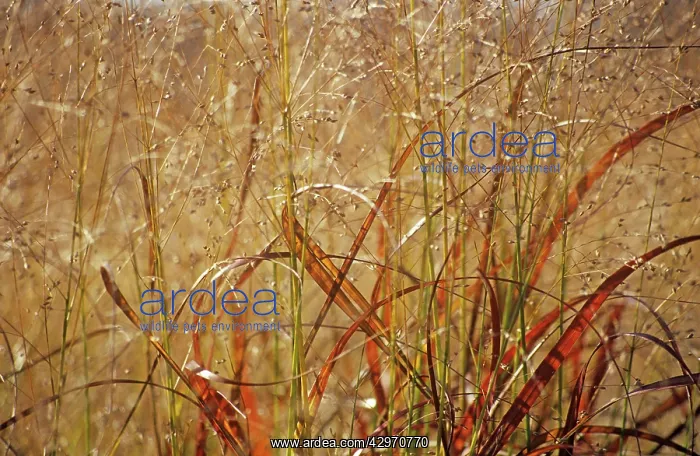 : Switchgrass : Switchgrass