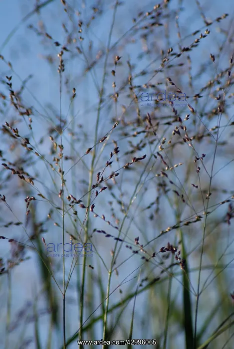 : Switchgrass : Switchgrass