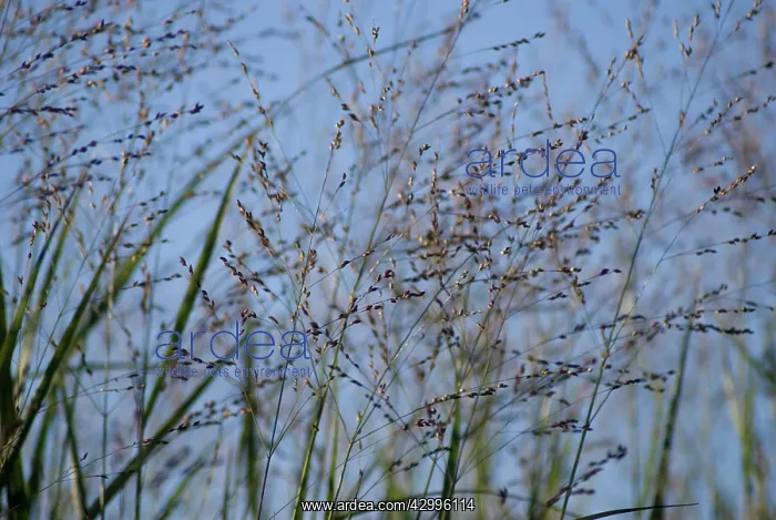 : Switchgrass : Switchgrass