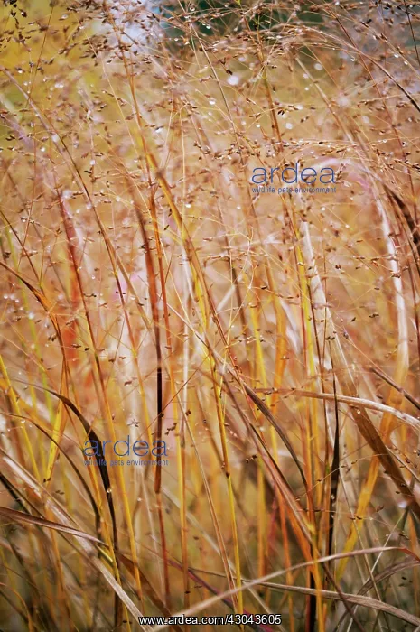  : Switchgrass
