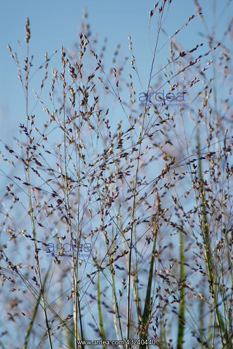 : Switchgrass : Switchgrass