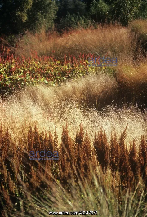  : Switchgrass