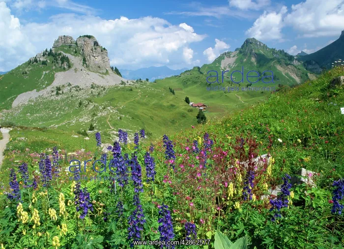  : Switzerland - alpine flowers (Delphinium Elatum