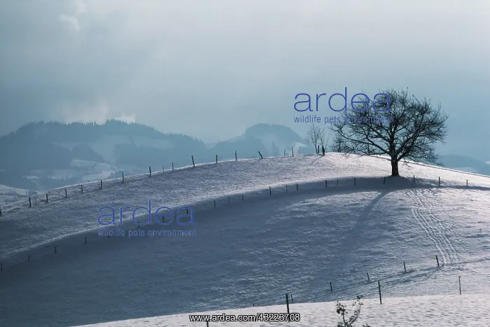  : Switzerland, Bern-Mittelland, Bernese Alps