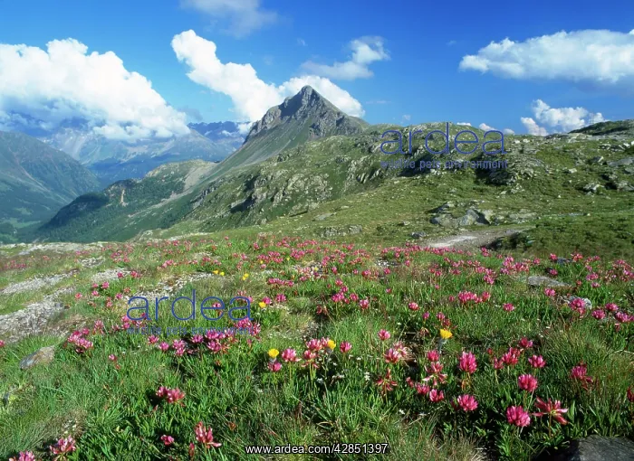 : SWITZERLAND - Bernina Pass, mass of flowers including : SWITZERLAND - Bernina Pass, mass of flowers including