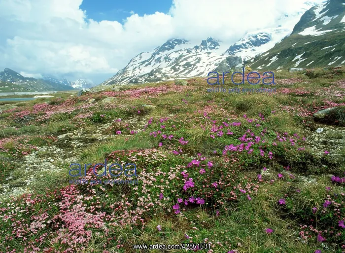 : SWITZERLAND, the Bernina Pass - with Trailing Azalea : SWITZERLAND, the Bernina Pass - with Trailing Azalea