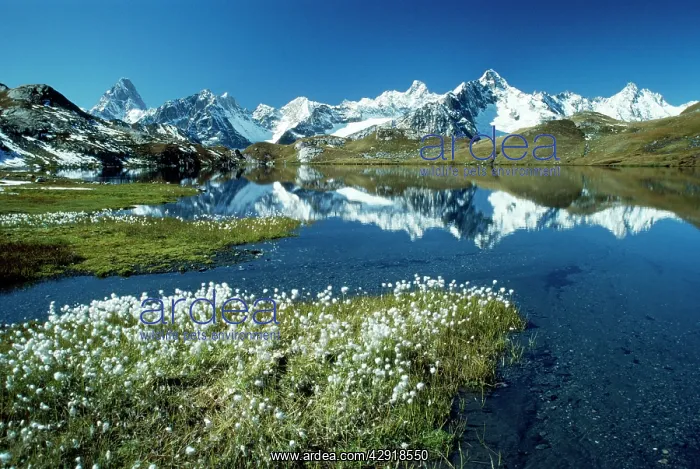 : Switzerland - Lac de Fenetre & mountains : Switzerland - Lac de Fenetre & mountains