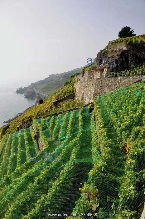 : Switzerland: The Lavaux vineyards and terraces in : Switzerland: The Lavaux vineyards and terraces in