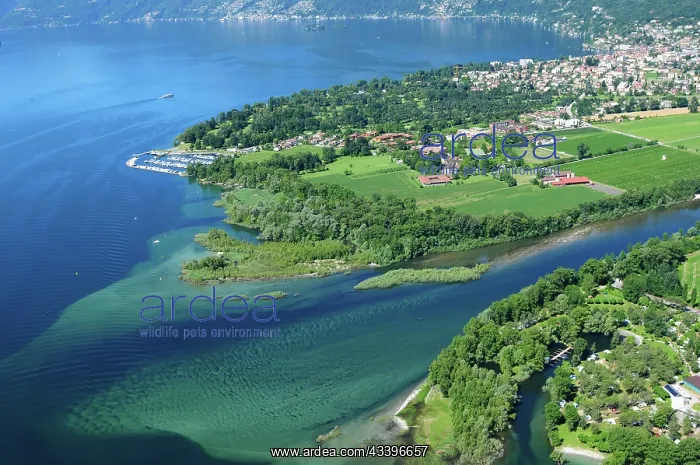 : Switzerland: Paragliding over the Lake Maggiore : Switzerland: Paragliding over the Lake Maggiore