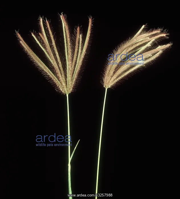 : Swollen finger grass : Swollen finger grass