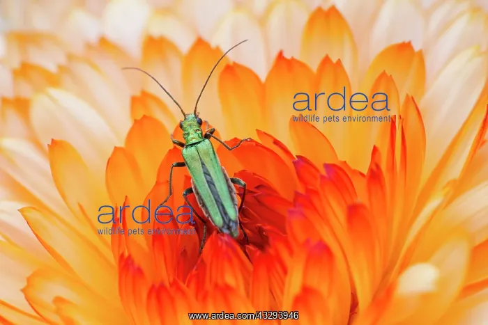  : Swollen-thighed Beetle - female on Calendula flower