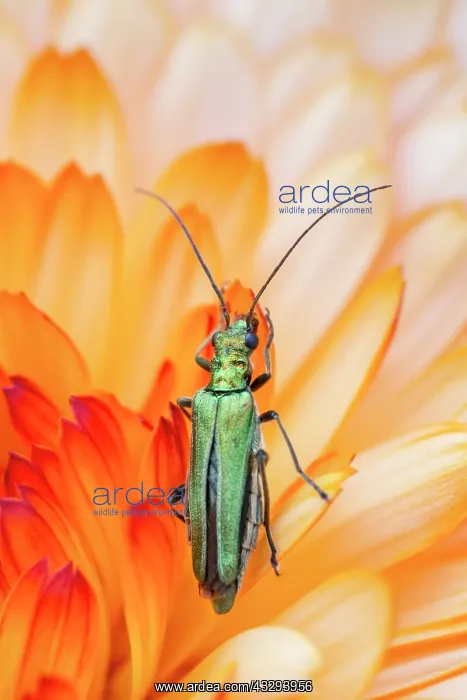 : Swollen-thighed Beetle - female on Calendula flower : Swollen-thighed Beetle - female on Calendula flower