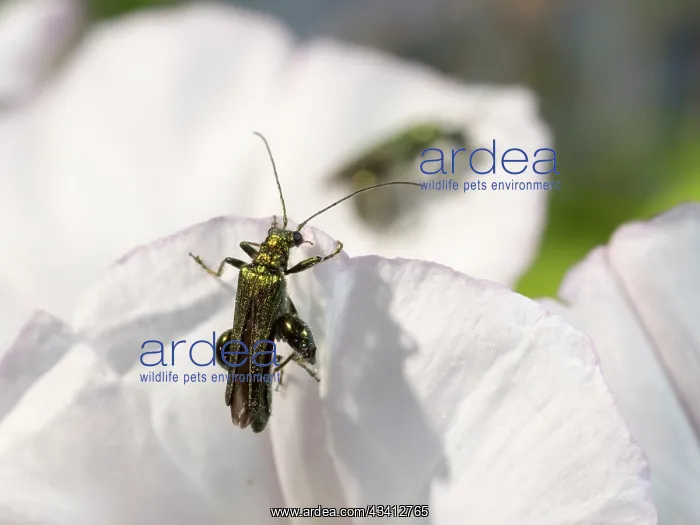 : Swollen Thighed Beetle - UK : Swollen Thighed Beetle - UK
