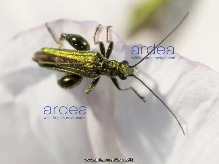 : Swollen Thighed Beetle - UK : Swollen Thighed Beetle - UK