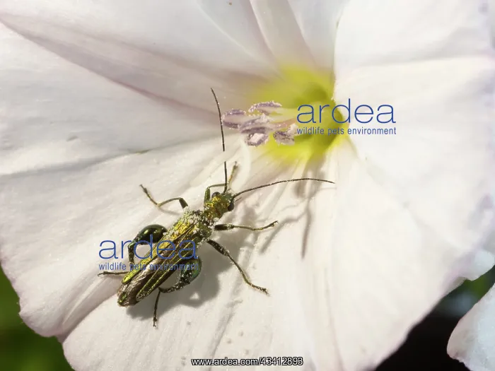 : Swollen Thighed Beetle - UK : Swollen Thighed Beetle - UK