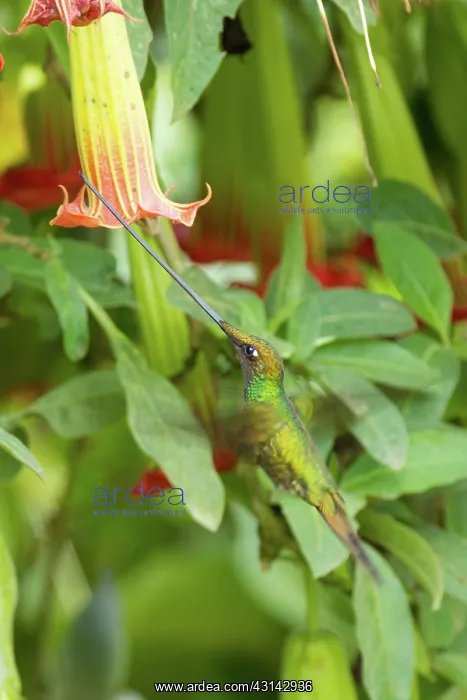 : Sword-billed Hummingbird : Sword-billed Hummingbird