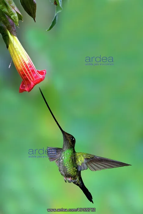 : Sword-billed Hummingbird : Sword-billed Hummingbird