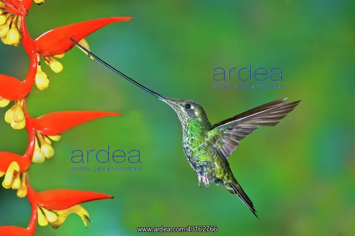 : Sword-billed Hummingbird : Sword-billed Hummingbird