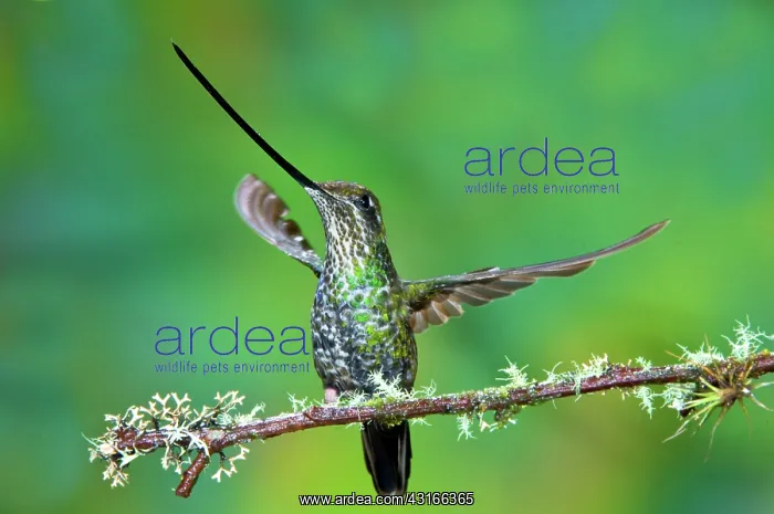 : Sword-billed Hummingbird : Sword-billed Hummingbird