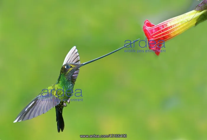 : Sword-billed Hummingbird : Sword-billed Hummingbird
