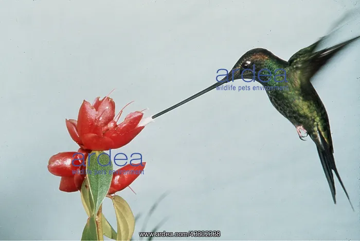  : Sword-billed HUMMINGBIRD