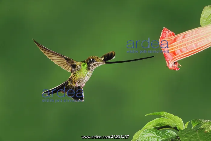 : Sword-billed Hummingbird (Ensifera ensifera), female : Sword-billed Hummingbird (Ensifera ensifera), female
