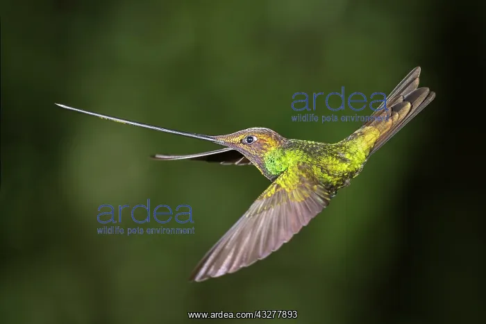 : Sword-billed hummingbird (Ensifera ensifera) in : Sword-billed hummingbird (Ensifera ensifera) in