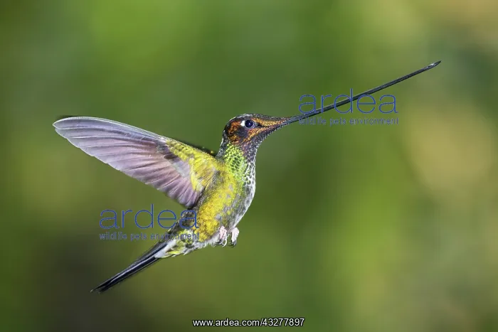 : Sword-billed hummingbird (Ensifera ensifera) in : Sword-billed hummingbird (Ensifera ensifera) in