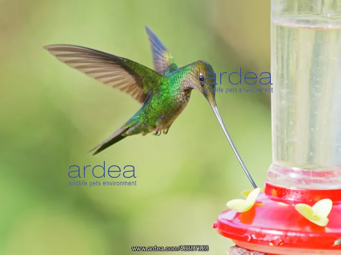 : Sword-billed Hummingbird - at feeder Ensifera en : Sword-billed Hummingbird - at feeder Ensifera en