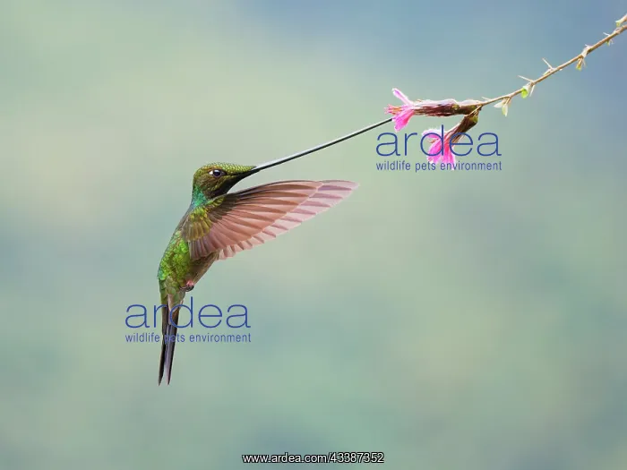 : Sword-billed Hummingbird - feeding at flower Ens : Sword-billed Hummingbird - feeding at flower Ens