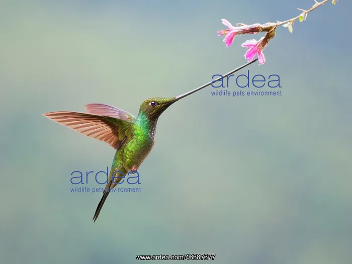 : Sword-billed Hummingbird - feeding at flower Ens : Sword-billed Hummingbird - feeding at flower Ens