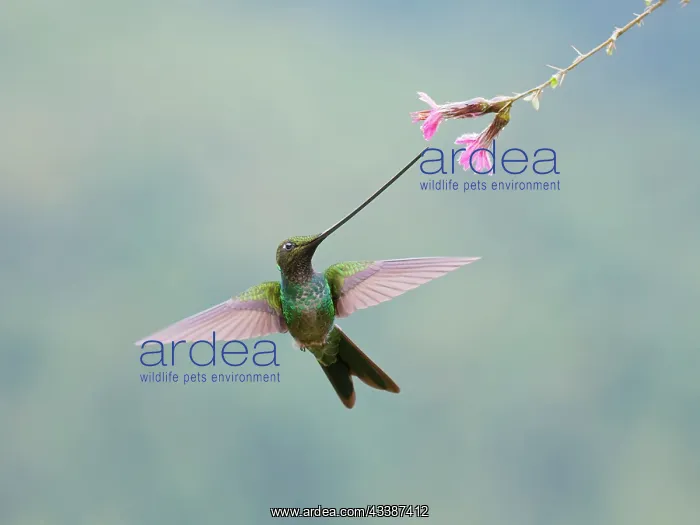 : Sword-billed Hummingbird - feeding at flower Ens : Sword-billed Hummingbird - feeding at flower Ens