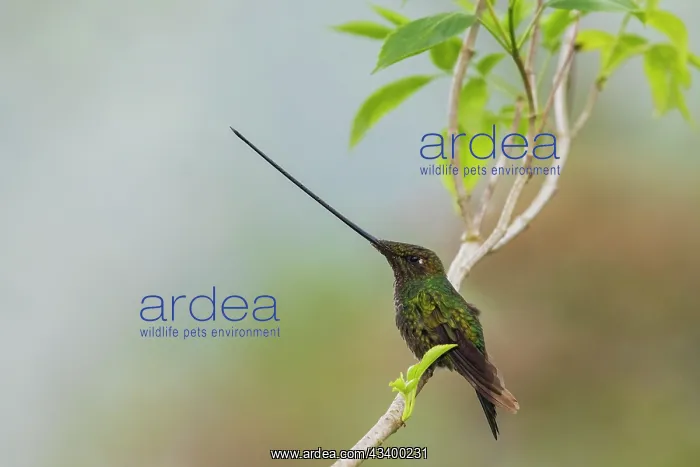 : Sword-billed hummingbird resting in the cloud forest : Sword-billed hummingbird resting in the cloud forest